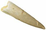 Fossil Plesiosaur (Zarafasaura) Tooth - Morocco #269360-1